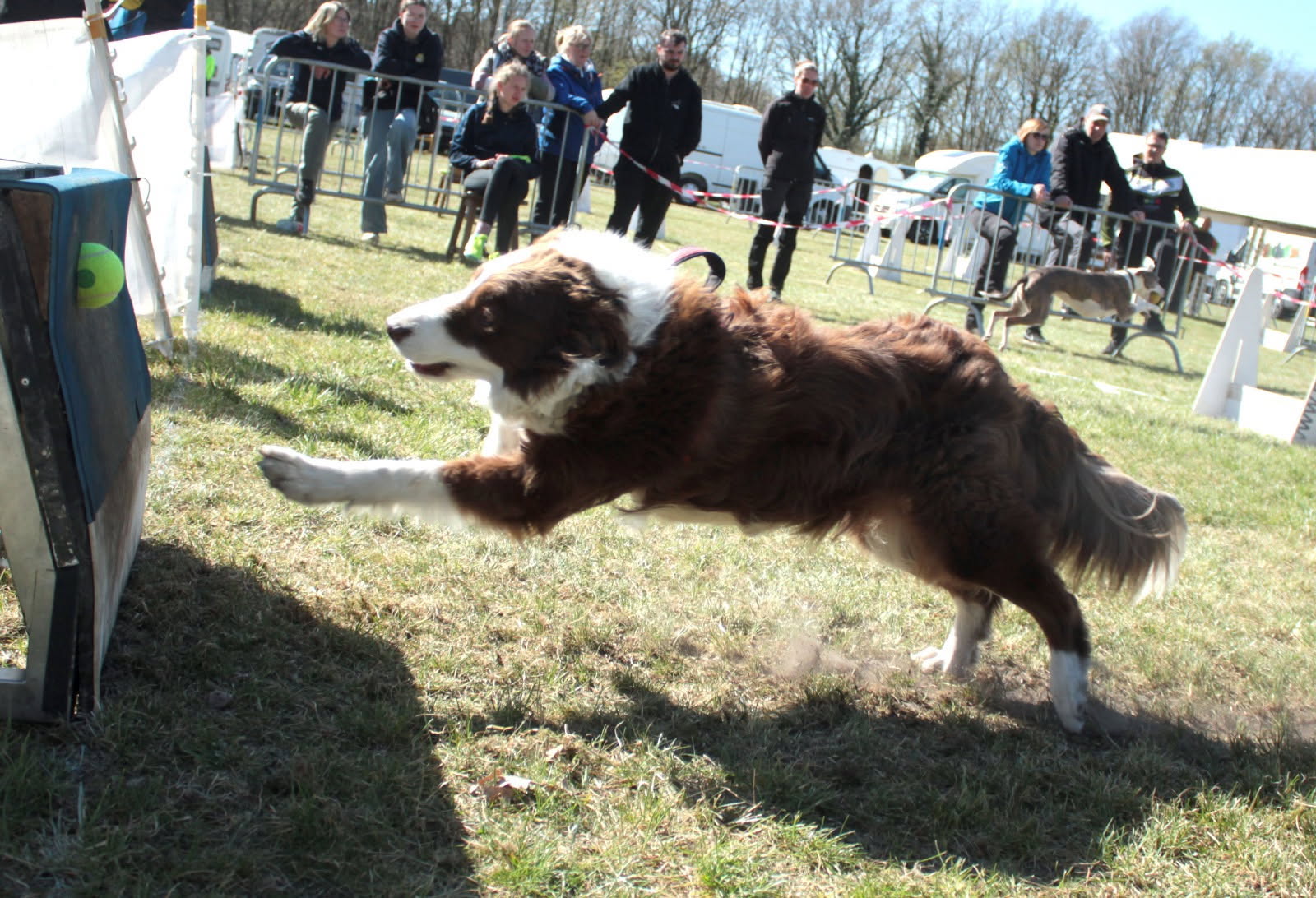 hsflyers - flyball - fearless flyers