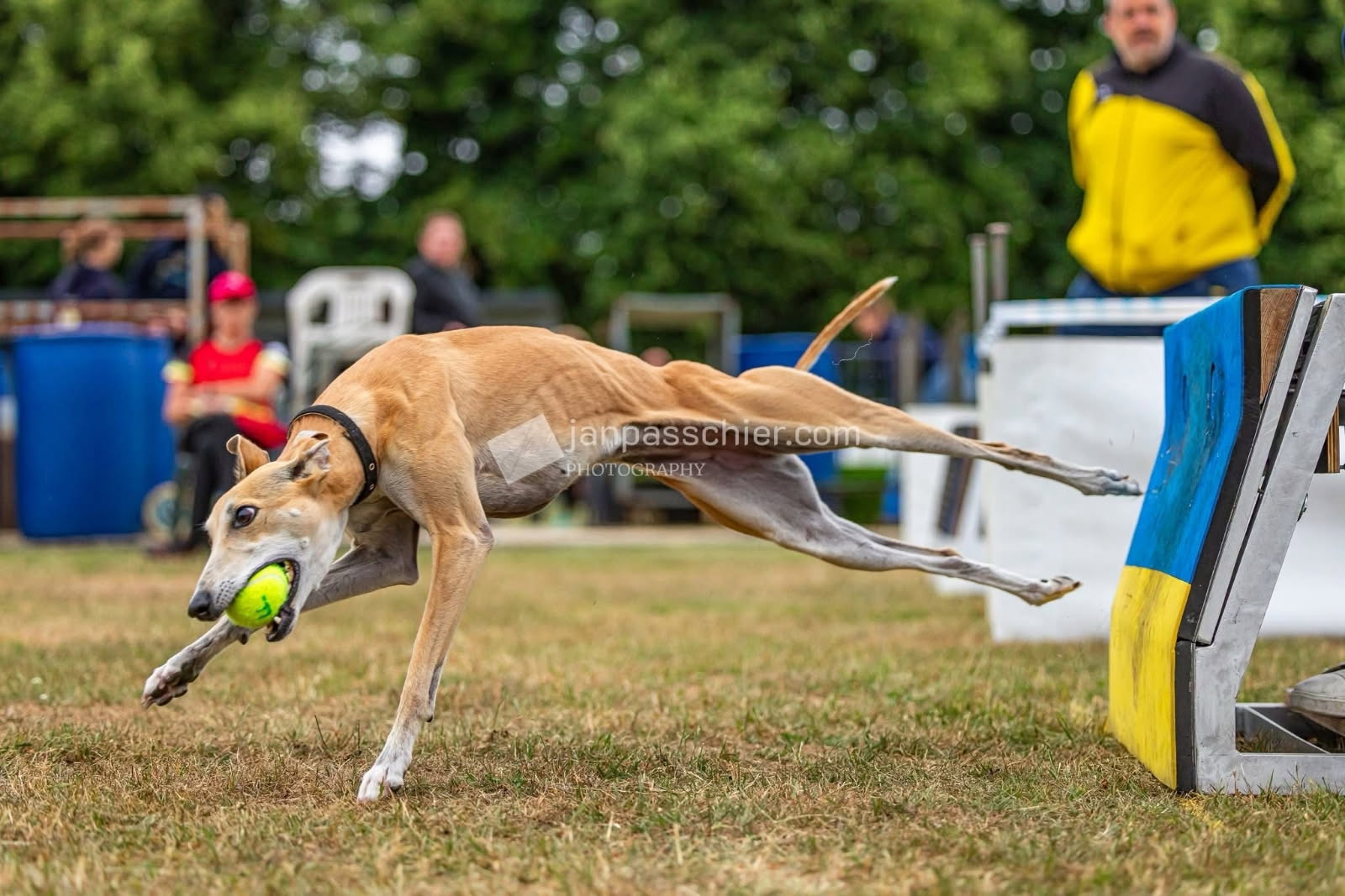 hsflyers - flyball - fearless flyers